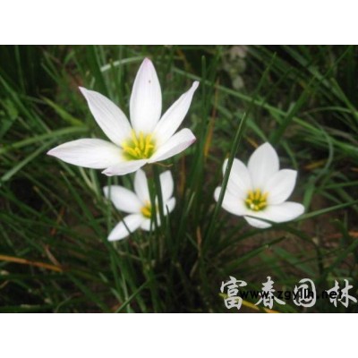 長期供應金葉女貞金葉女貞球小苗 金葉女貞球 叢生苗