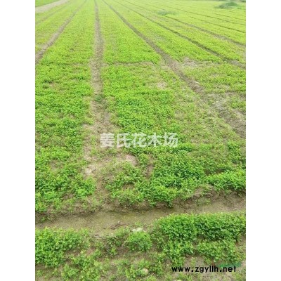基地金葉女貞 小葉女貞 金葉水蠟 優(yōu)質(zhì)優(yōu)價