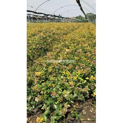 浙江蕭山金森女貞毛球，杯苗，規(guī)格*
