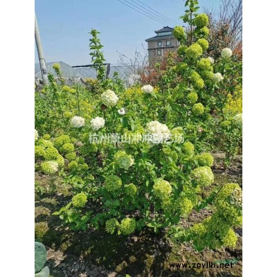 供應各個規格 精品大葉黃楊球