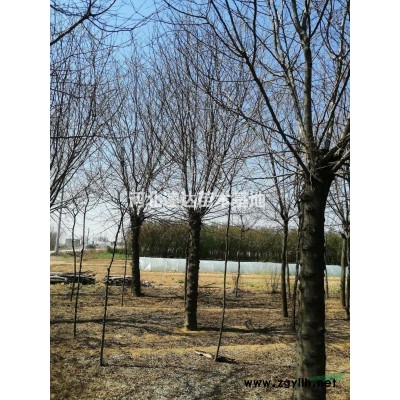 北海道黃楊苗，北海道黃楊綠籬苗，大葉黃楊樹1米