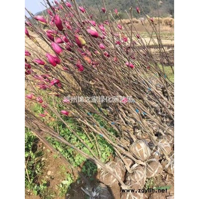小丑火棘球行情報價 浙江火棘球圖片戰(zhàn)士 精品小丑火棘球片法價