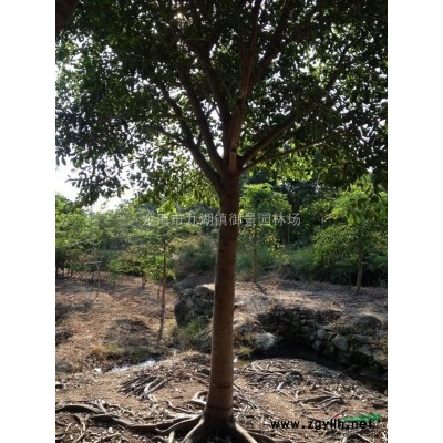 福建茶花樹苗批發(fā) 福建茶梅報價 福建茶花種植基地
