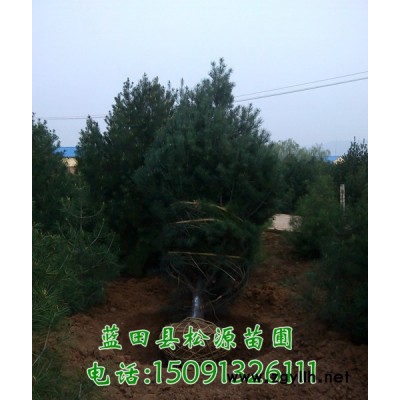 藍田松源苗圃--白皮松 白皮松種植基地 量大從優 歡迎訂購