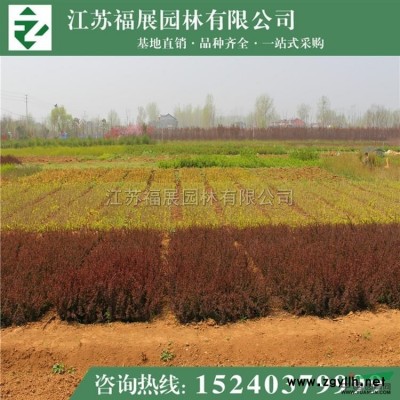 小葉黃楊苗基地直銷 瓜子黃楊 小葉黃楊球