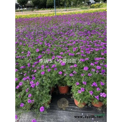 品種好 瓜子黃楊 小葉黃楊 這種貨 哪里找