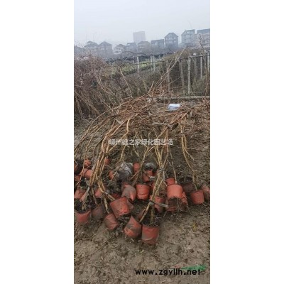 小毛鵑毛球基地實拍 浙江杜鵑毛球報價