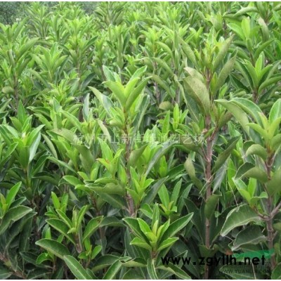 浙江蕭山苗木種植基地－金邊黃楊小毛球工程苗