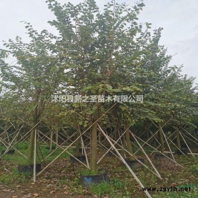 杜鵑花產地直銷--大量批發--價格優惠