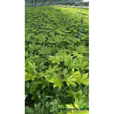 工程色塊苗：紅繼木，紅葉石楠，金葉女貞，杜鵑，月季，金邊黃楊