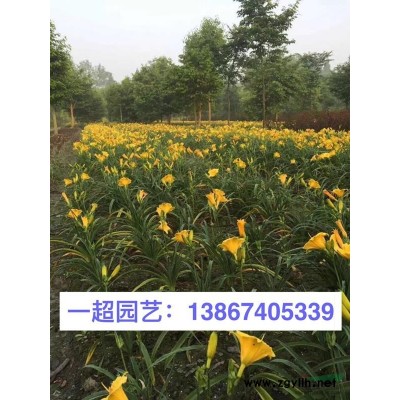 海桐 海桐小苗 海桐小杯苗 海桐球 精品海桐批發(fā)