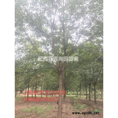 垂柳 紅葉李 烏桕 桂花 香樟 樸樹 三角楓 海桐球