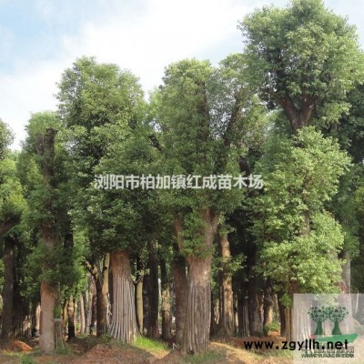 湖南杜鵑價格 湖南杜鵑小苗行情趨勢 扦插杜鵑小苗