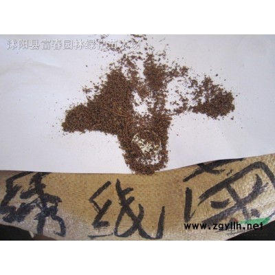 供應出售 直徑2-10公分獨桿黃楊 獨桿瓜子黃楊 高桿小葉黃楊 庭院別墅綠化植物 規格*