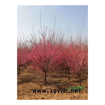供：南天竹、紅天竹、金邊黃楊、十大功勞、毛娟等