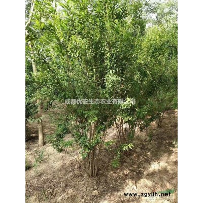 成都金邊黃楊苗低價(jià)格農(nóng)戶直銷工程小苗