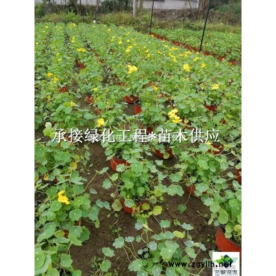 2-2.5米大的海桐球好多錢？2019新大規(guī)格海桐球 、 成