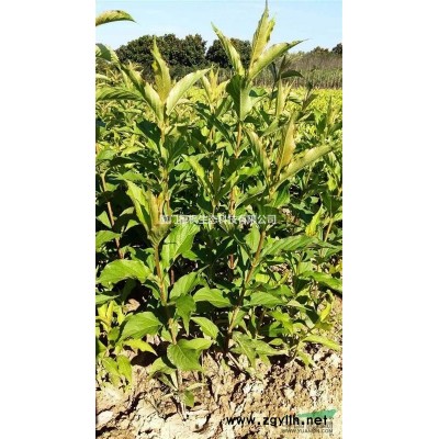 供應冬櫻花、金森女貞、毛杜鵑、南天竹、馬尼拉草、欒樹
