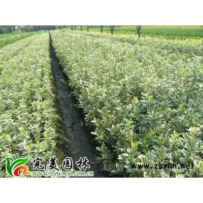 供應海桐_海桐工程苗_海桐球苗木