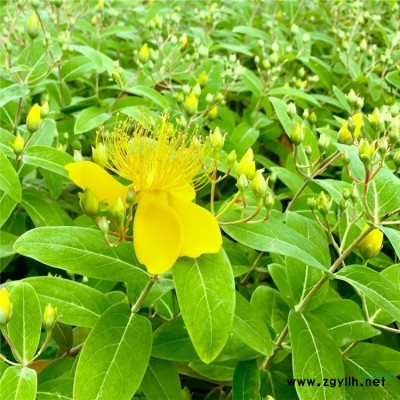 基地出售 高山杜鵑花苗 園林片植觀賞植物 枝繁葉茂 庭院花鏡綠籬植物 高山杜鵑盆苗 規格*