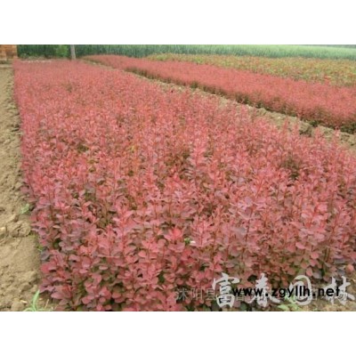 基地直銷直徑2-10公分獨桿黃楊 高桿小葉黃楊 獨桿瓜子黃楊 綠化工程苗 規格*