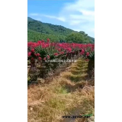 H25—35公分杜鵑 毛鵑 地苗 杯苗 毛球 量大價優(yōu)