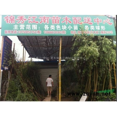 南天竹，南天竹小杯，南天竹大杯，南天竹小毛球