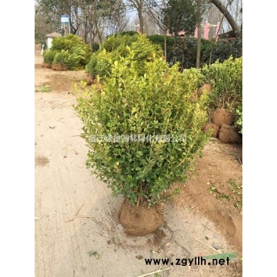 南天竹·南天竹圖片·南天竹種植基地