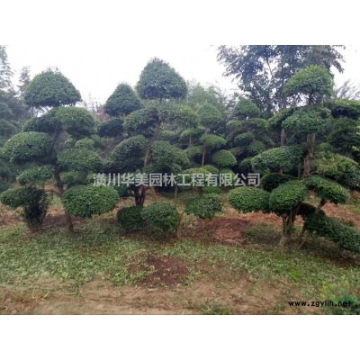 火焰紅南天竹價格調整信息