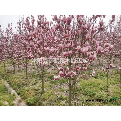 江蘇結(jié)香基地叢生結(jié)香價格南天竹批發(fā)紅天竹
