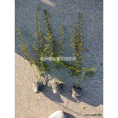 浙江蕭山南天竹大杯價格優惠/浙江南天竹杯苗價格