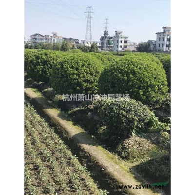 供應 精品南天竹球