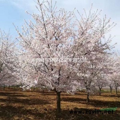 供應海桐、連翹、南天竹、衛茅、蜀檜、紅葉小檗、月季