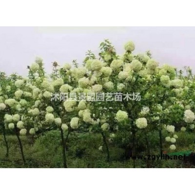 南天竹種子能發芽嗎？