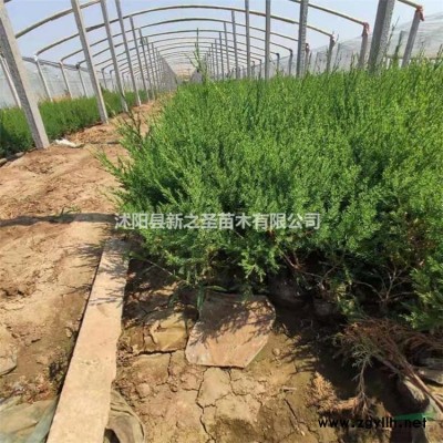 批發優質南天竹--基地直銷成活率高