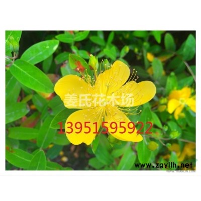 白花紅籽葉色亮綠的海桐球海桐小苗海桐種子火棘種子女貞種子