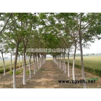 河南2-6公分月季 河南樹(shù)狀月季 南陽(yáng)樹(shù)狀月季新報(bào)價(jià)