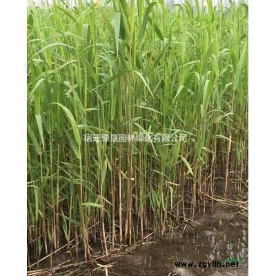 豐花月季價格_豐花月季產(chǎn)地_豐花月季綠化苗木苗圃基地