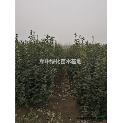 歐洲月季基地/歐洲月季價格/歐洲月季圖片/產地/行情