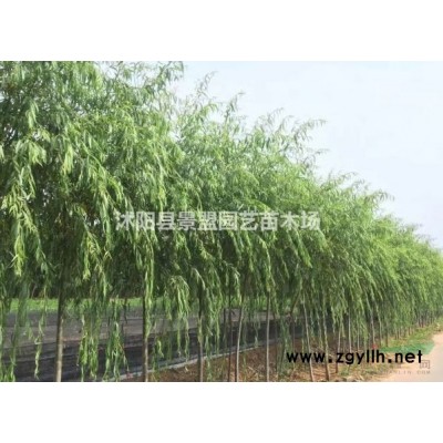 長度30公分的歐月小苗在哪里有批發的月季苗