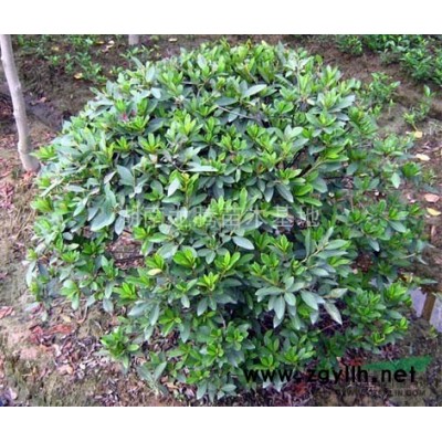 月季花批發、湖南月季花價格30高月季價格、豐花月季、大花月季