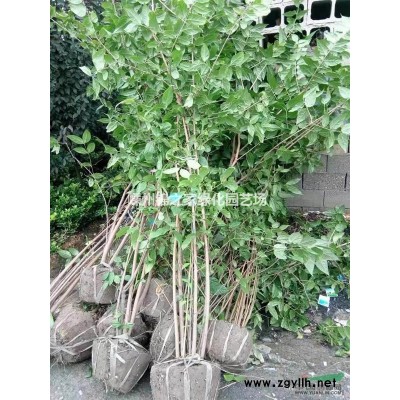 豐花月季苗圃 新品種月季 豐花月季大杯苗和小杯苗