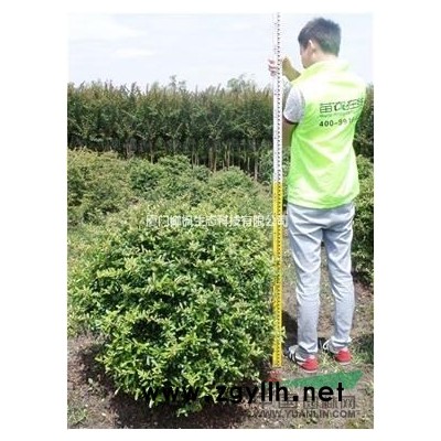 南天竹、南天竹小苗、南天竹價格、大量供應南天竹