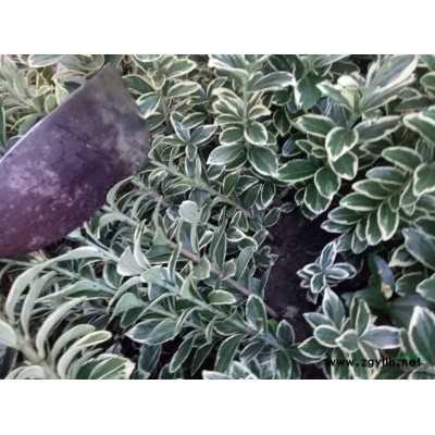 浙江蕭山品種*的大小月季批發/供應