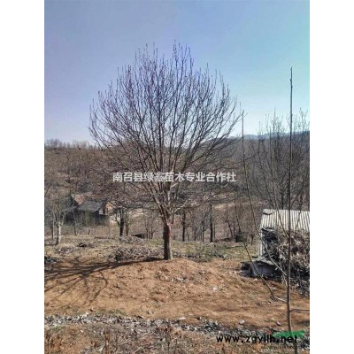 樹狀月季，樹狀月季哪里好？樹狀月季價格哪里便宜？