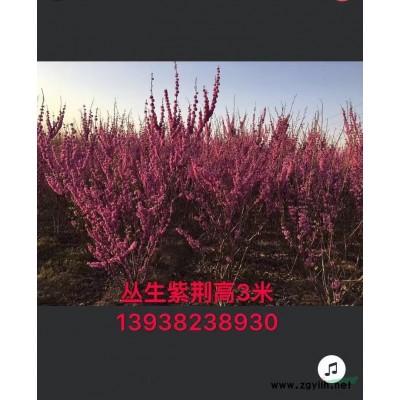 優質特價藤本月季 河南藤本月季產地直銷