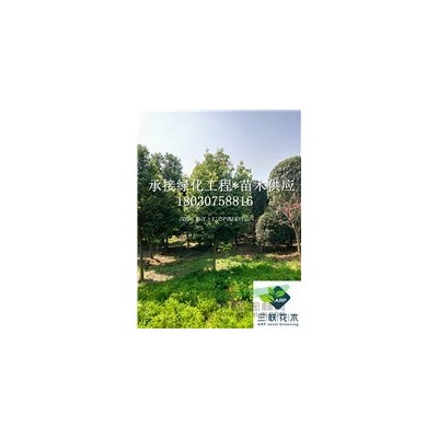 供應(yīng)成都樹(shù)狀月季、香水月季、大花月季、玫瑰、藤本月季、薔薇、
