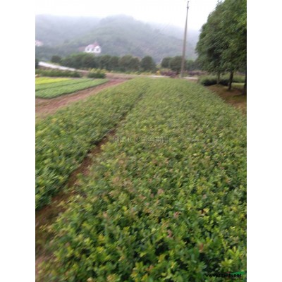 湖南月季信息