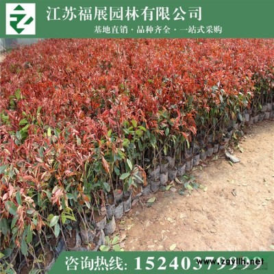 江蘇月季*新報價/月季圖片