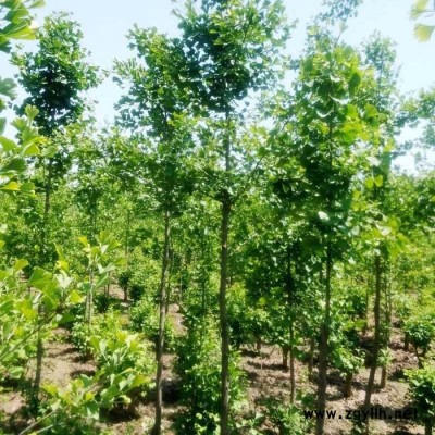 基地供應規格齊全的園林綠化苗木銀杏 白果 價格優惠 苗農在線